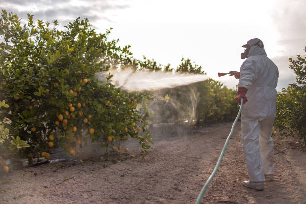 Best Rat Extermination Near Me  in Ganado, TX