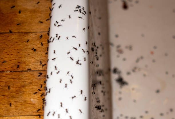 Best Wildlife Control Services  in Ganado, TX